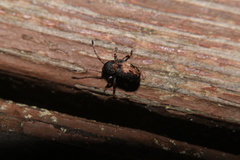 Piesocorynus plagifer
