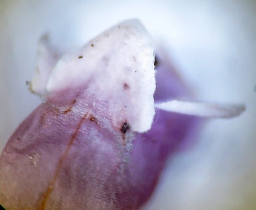 Image of Milkflower Heath by (c) linkie, some rights reserved (CC BY)