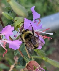 Bombus californicus