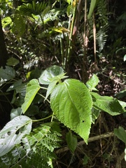 Acalypha bisetosa