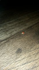 Harmonia axyridis