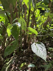 Acalypha bisetosa