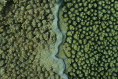 Acropora hyacinthus