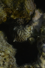 Leptoria phrygia