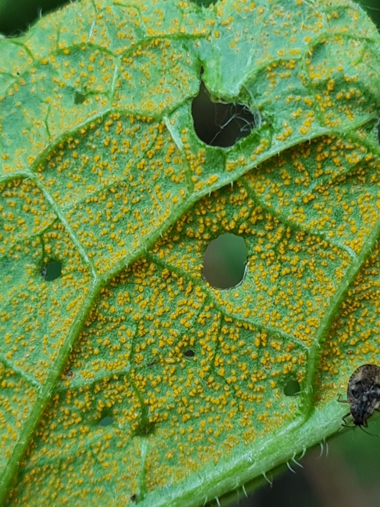 Comfrey Rust