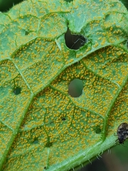 Pucciniastrum symphyti