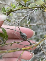 Gnorimoschema baccharisella