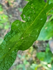 Pucciniastrum symphyti