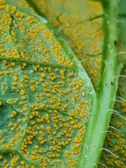 Pucciniastrum symphyti