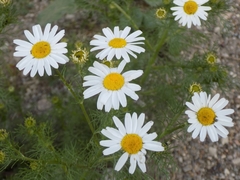 Tripleurospermum inodorum