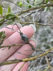 Gnorimoschema baccharisella