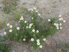 Tripleurospermum inodorum