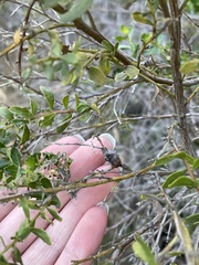 Gnorimoschema baccharisella