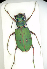Cicindela campestris