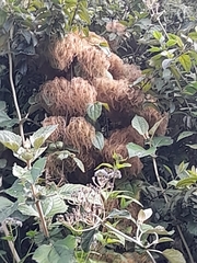Clematis haenkeana