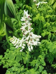 Corydalis caseana brandegeei