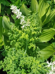 Corydalis caseana brandegeei