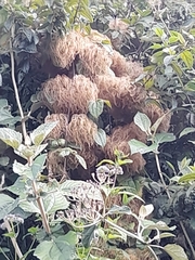 Clematis haenkeana