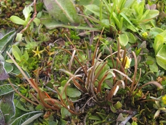 Carex rubicunda