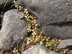Hydrocotyle hydrophila