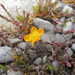 Hypericum rubicundulum - Photo 由 Melissa Hutchison 所上傳的 (c) Melissa Hutchison，保留部份權利CC BY-NC-ND