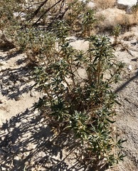 Eriodictyon trichocalyx lanatum