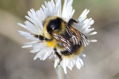 Bombus frigidus