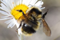 Bombus frigidus