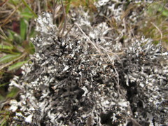 Hypogymnia lugubris