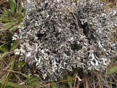 Hypogymnia lugubris