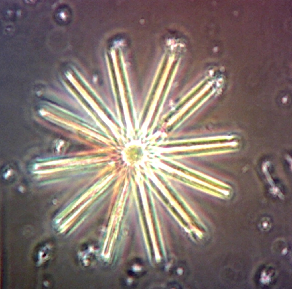 Thalassiothrix