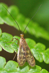 Brachypanorpa oregonensis