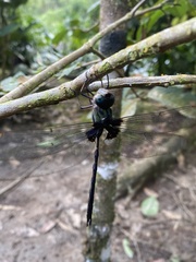 Gynacantha membranalis