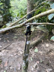 Gynacantha membranalis