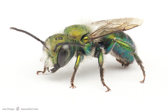 Osmia aglaia