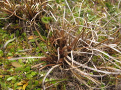 Carex rubicunda