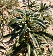 Eriodictyon trichocalyx lanatum