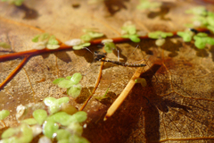 Hydrometra stagnorum