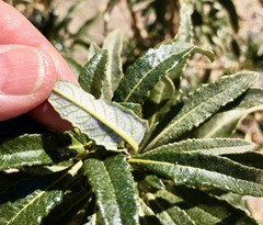 Eriodictyon trichocalyx lanatum