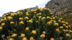 Leucospermum conocarpodendron conocarpodendron