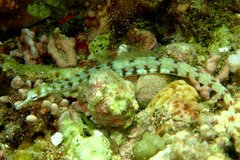 Corythoichthys flavofasciatus