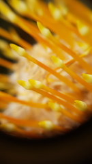 Leucospermum conocarpodendron conocarpodendron