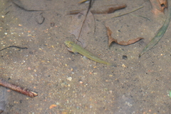 Oreonectes platycephalus