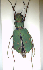 Cicindela campestris