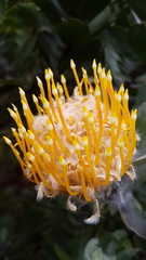 Leucospermum conocarpodendron conocarpodendron