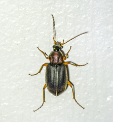 Chlaenius tricolor