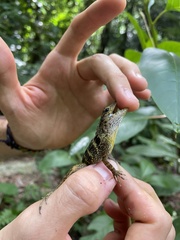 Anolis gundlachi