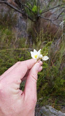 Ixia polystachya polystachya