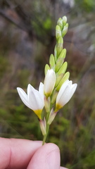 Ixia polystachya polystachya