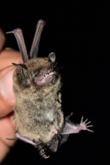 Myotis velifer